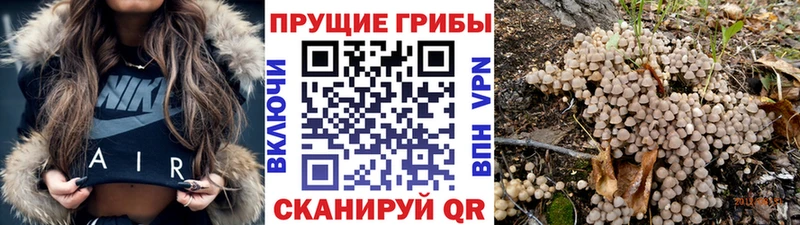 закладка  Черкесск  мега зеркало  Псилоцибиновые грибы мицелий 